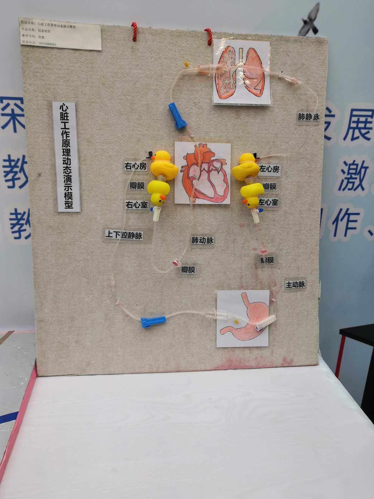 自制教具齊爭彩，科技創(chuàng)新領(lǐng)未來 教學(xué)模型與教具銷售新風(fēng)尚